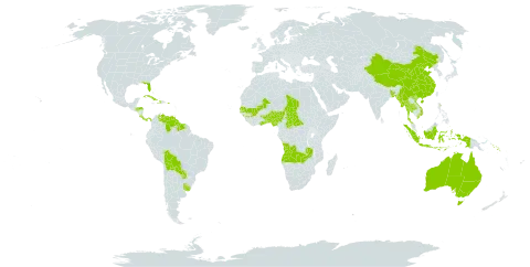 Microstachys world distribution map, present in Angola, Andorra, Australia, Benin, Bangladesh, Bolivia (Plurinational State of), Central African Republic, China, Costa Rica, Cuba, Dominica, Ghana, Guinea, Guyana, Honduras, Haiti, Indonesia, Mali, Myanmar, Nigeria, Panama, Puerto Rico, Paraguay, Senegal, Solomon Islands, Suriname, Chad, Togo, Thailand, Uruguay, United States of America, Venezuela (Bolivarian Republic of), Viet Nam, and Zambia