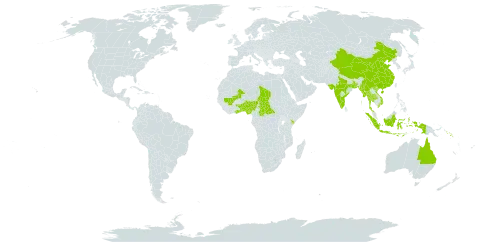 Microstachys chamaelea world distribution map, present in Andorra, Australia, Benin, Bangladesh, Central African Republic, China, Ghana, Indonesia, India, Kenya, Mali, Myanmar, Nigeria, Solomon Islands, Chad, Togo, Thailand, and Viet Nam