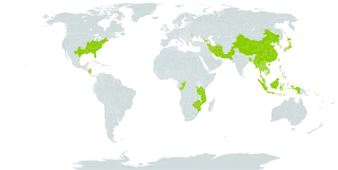 Microstegium world distribution map, present in Åland Islands, Bangladesh, China, Congo, Cook Islands, Fiji, Georgia, Indonesia, Iran (Islamic Republic of), Japan, Lao People's Democratic Republic, Moldova (Republic of), Myanmar, Mozambique, Malaysia, Nicaragua, Nepal, Pakistan, Philippines, Puerto Rico, Korea (Democratic People's Republic of), Rwanda, Solomon Islands, Turks and Caicos Islands, Thailand, Taiwan, Province of China, Tanzania, United Republic of, Uganda, United States of America, Viet Nam, Vanuatu, Samoa, and Zimbabwe