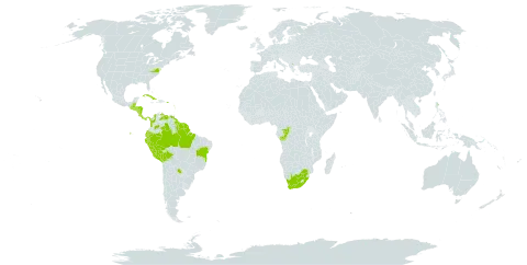 Microtea debilis world distribution map, present in Antigua and Barbuda, Bonaire, Sint Eustatius and Saba, Belize, Bolivia (Plurinational State of), Brazil, Congo, Colombia, Costa Rica, Cuba, Dominica, Ecuador, Guadeloupe, Grenada, Guatemala, French Guiana, Guyana, Hong Kong, Honduras, Jamaica, Saint Lucia, Montserrat, Martinique, Nicaragua, Panama, Peru, Puerto Rico, Paraguay, El Salvador, Suriname, Trinidad and Tobago, United States of America, Venezuela (Bolivarian Republic of), and South Africa