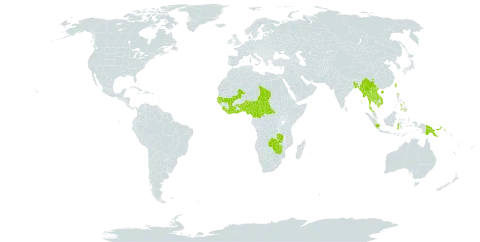 Mikania cordata world distribution map, present in Benin, Bangladesh, Central African Republic, China, Côte d'Ivoire, Cameroon, Ghana, Gambia, Guinea-Bissau, Equatorial Guinea, Indonesia, India, Cambodia, Lao People's Democratic Republic, Liberia, Sri Lanka, Mali, Myanmar, Nigeria, Philippines, Papua New Guinea, Senegal, Singapore, Sierra Leone, Chad, Togo, Thailand, Taiwan, Province of China, Viet Nam, Zambia, and Zimbabwe