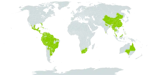 Mikania micrantha world distribution map, present in Argentina, American Samoa, Australia, Belize, Bolivia (Plurinational State of), Brazil, Bhutan, China, Colombia, Costa Rica, Cuba, Dominica, Ecuador, Fiji, Guadeloupe, Grenada, Guatemala, French Guiana, Guyana, Honduras, India, Jamaica, Saint Lucia, Mexico, Myanmar, Montserrat, Martinique, Mauritius, Malaysia, Nicaragua, Niue, Nepal, Panama, Peru, Philippines, Puerto Rico, Paraguay, Réunion, Singapore, El Salvador, Suriname, Thailand, Trinidad and Tobago, Taiwan, Province of China, Uruguay, United States of America, Venezuela (Bolivarian Republic of), Samoa, and South Africa