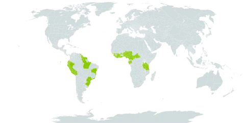 Mikania microptera world distribution map, present in Benin, Bolivia (Plurinational State of), Brazil, Central African Republic, Côte d'Ivoire, Cameroon, Ecuador, Gabon, Ghana, Guinea, French Guiana, Guyana, Liberia, Nigeria, Peru, Sierra Leone, Suriname, Tanzania, United Republic of, Uganda, and Venezuela (Bolivarian Republic of)