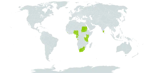 Millettia dura world distribution map, present in Angola, Burundi, Cameroon, Gabon, Equatorial Guinea, India, Kenya, Sri Lanka, Mauritius, Nigeria, Rwanda, Sudan, Tanzania, United Republic of, Uganda, and South Africa