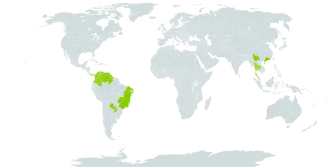 Mimosa invisa world distribution map, present in Brazil, China, Colombia, Guyana, Panama, Paraguay, Thailand, and Venezuela (Bolivarian Republic of)