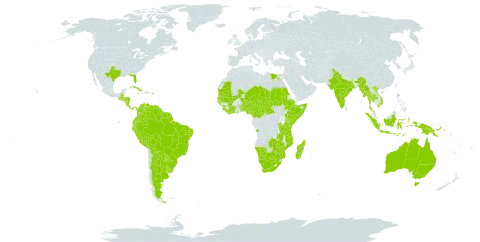 Mimosa pellita world distribution map, present in Angola, Argentina, Australia, Burundi, Benin, Bonaire, Sint Eustatius and Saba, Burkina Faso, Belize, Bolivia (Plurinational State of), Brazil, Botswana, Central African Republic, Côte d'Ivoire, Cameroon, Colombia, Costa Rica, Cuba, Ecuador, Egypt, Ethiopia, Ghana, Guinea, Guadeloupe, Guinea-Bissau, Grenada, Guatemala, French Guiana, Guyana, Honduras, Indonesia, India, Jamaica, Kenya, Liberia, Saint Lucia, Madagascar, Mali, Myanmar, Mozambique, Mauritania, Martinique, Mauritius, Malawi, Namibia, Niger, Nigeria, Nicaragua, Panama, Peru, Papua New Guinea, Puerto Rico, Paraguay, Rwanda, Sudan, Senegal, Singapore, Sierra Leone, El Salvador, Somalia, Suriname, Chad, Togo, Thailand, Trinidad and Tobago, Tanzania, United Republic of, Uganda, Uruguay, United States of America, Venezuela (Bolivarian Republic of), Viet Nam, South Africa, Zambia, and Zimbabwe