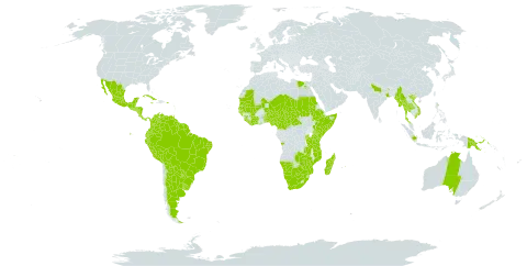 Mimosa pigra world distribution map, present in Angola, Argentina, American Samoa, Australia, Burundi, Benin, Burkina Faso, Belize, Bolivia (Plurinational State of), Brazil, Botswana, Central African Republic, Côte d'Ivoire, Cameroon, Colombia, Costa Rica, Cuba, Ecuador, Egypt, Ethiopia, Ghana, Guinea, Guadeloupe, Guinea-Bissau, Grenada, Guatemala, French Guiana, Guyana, Honduras, Indonesia, India, Jamaica, Kenya, Liberia, Saint Lucia, Madagascar, Mexico, Mali, Myanmar, Mozambique, Mauritania, Martinique, Mauritius, Malawi, Namibia, Niger, Nigeria, Nicaragua, Panama, Peru, Papua New Guinea, Puerto Rico, Paraguay, Rwanda, Sudan, Senegal, Singapore, Sierra Leone, El Salvador, Somalia, Suriname, Chad, Togo, Thailand, Trinidad and Tobago, Tanzania, United Republic of, Uganda, Uruguay, Venezuela (Bolivarian Republic of), Viet Nam, South Africa, Zambia, and Zimbabwe