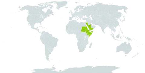 Mimusops laurifolia world distribution map, present in Djibouti, Eritrea, Ethiopia, Saudi Arabia, Sudan, Somalia, and Yemen