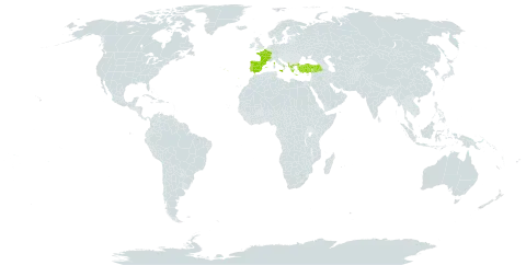 Minuartia recurva subsp. condensata world distribution map, present in Albania, Spain, France, Greece, Italy, Portugal, and Turkey