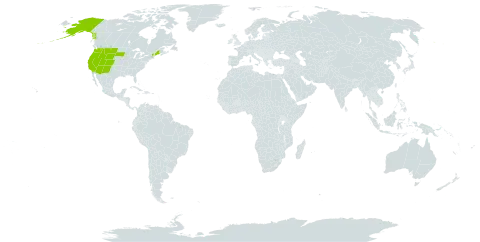 Minuartia rubella world distribution map, present in United States of America