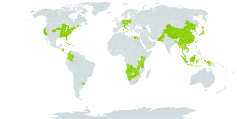 Miscanthus world distribution map, present in Angola, Åland Islands, Austria, Burkina Faso, Bangladesh, Botswana, China, Cook Islands, Colombia, Cuba, Czech Republic, Germany, Egypt, Fiji, Micronesia (Federated States of), Georgia, Indonesia, Italy, Japan, Kenya, Lao People's Democratic Republic, Lesotho, Moldova (Republic of), Myanmar, Malaysia, Namibia, Nicaragua, Nepal, Pakistan, Philippines, Poland, Puerto Rico, Korea (Democratic People's Republic of), Rwanda, Solomon Islands, eSwatini, Turks and Caicos Islands, Thailand, Tonga, Taiwan, Province of China, Tanzania, United Republic of, Uganda, Uruguay, United States of America, Viet Nam, Vanuatu, Wallis and Futuna, Samoa, Zambia, and Zimbabwe