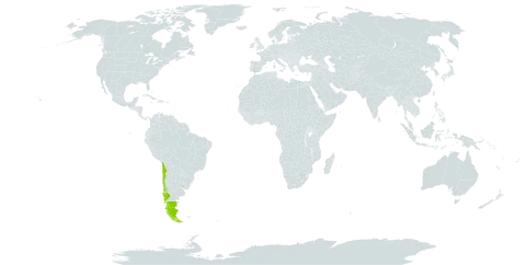 Misodendrum quadriflorum world distribution map, present in Argentina, Chile, and Uruguay