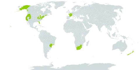 Misopates orontium world distribution map, present in Brazil, France, New Zealand, United States of America, and South Africa