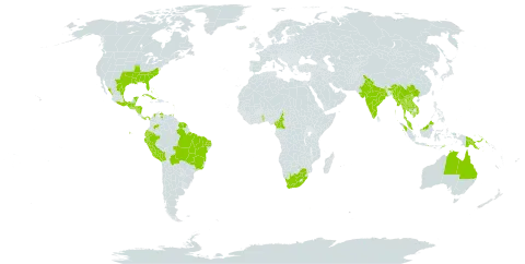 Mitreola petiolata world distribution map, present in Australia, Bahamas, Belize, Bolivia (Plurinational State of), Brazil, China, Cameroon, Colombia, Cuba, Ecuador, Micronesia (Federated States of), Guadeloupe, Guatemala, French Guiana, Honduras, Indonesia, India, Iceland, Cambodia, Lao People's Democratic Republic, Saint Lucia, Mexico, Myanmar, Malaysia, Nicaragua, Nepal, Panama, Peru, Philippines, Palau, Papua New Guinea, Puerto Rico, Suriname, Togo, Thailand, Timor-Leste, Trinidad and Tobago, United States of America, Venezuela (Bolivarian Republic of), Viet Nam, and South Africa