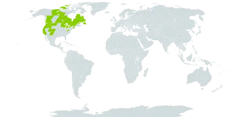 Moehringia macrophylla world distribution map, present in Canada and United States of America