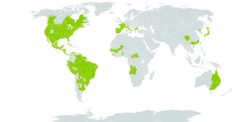 Mollugo verticillata world distribution map, present in Angola, Argentina, Australia, Benin, Bonaire, Sint Eustatius and Saba, Bulgaria, Belize, Bolivia (Plurinational State of), Brazil, Central African Republic, Canada, China, Colombia, Costa Rica, Cuba, Ecuador, Spain, France, French Guiana, Guyana, Honduras, Italy, Jamaica, Japan, Mexico, Mali, Nicaragua, Panama, Peru, Puerto Rico, Korea (Democratic People's Republic of), Portugal, Paraguay, Senegal, Sierra Leone, Suriname, Trinidad and Tobago, Taiwan, Province of China, Uruguay, United States of America, and Venezuela (Bolivarian Republic of)