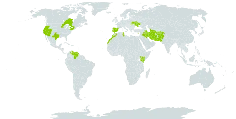 Moluccella laevis world distribution map, present in Afghanistan, Canada, Cyprus, Spain, Iran (Islamic Republic of), Iraq, Kenya, Morocco, Pakistan, Palau, Portugal, Turks and Caicos Islands, Turkmenistan, Tunisia, Ukraine, United States of America, and Venezuela (Bolivarian Republic of)