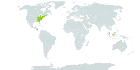 Monarda media world distribution map, present in Georgia, Malaysia, Nicaragua, and United States of America