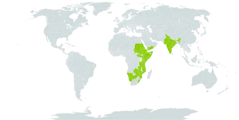 Monechma bracteatum world distribution map, present in Botswana, Eritrea, Ethiopia, India, Kenya, Mozambique, Malawi, Namibia, Saudi Arabia, Sudan, Somalia, South Sudan, eSwatini, Tanzania, United Republic of, Uganda, Yemen, South Africa, Zambia, and Zimbabwe