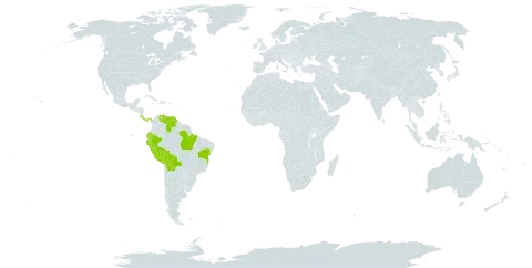 Monstera lechleriana world distribution map, present in Bolivia (Plurinational State of), Brazil, Costa Rica, Ecuador, Panama, Peru, and Venezuela (Bolivarian Republic of)