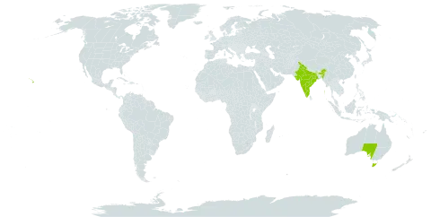 Montanoa world distribution map, present in Australia, India, and United States of America