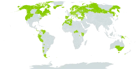 Montia fontana world distribution map, present in Albania, Argentina, American Samoa, Australia, Austria, Burundi, Belgium, Bulgaria, Bosnia and Herzegovina, Belarus, Bolivia (Plurinational State of), Central African Republic, Canada, Switzerland, Chile, Colombia, Costa Rica, Czech Republic, Germany, Denmark, Algeria, Ecuador, Spain, Estonia, Finland, Falkland Islands (Malvinas), France, United Kingdom of Great Britain and Northern Ireland, Georgia, Greece, Greenland, Croatia, Hungary, Iceland, Italy, Japan, Kenya, Lebanon, Liechtenstein, Lithuania, Luxembourg, Latvia, Morocco, Mexico, North Macedonia, Malta, Montenegro, Netherlands, Norway, New Zealand, Panama, Peru, Papua New Guinea, Poland, Portugal, Romania, Russian Federation, Rwanda, South Georgia and the South Sandwich Islands, Saint Pierre and Miquelon, Serbia, Slovakia, Slovenia, Sweden, Syrian Arab Republic, Tunisia, Turkey, Tanzania, United Republic of, Uganda, Uruguay, United States of America, and Venezuela (Bolivarian Republic of)