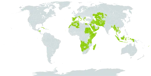 Moorochloa eruciformis world distribution map, present in Afghanistan, Angola, Andorra, Bangladesh, Bulgaria, Botswana, Cabo Verde, Cuba, Cyprus, Djibouti, Algeria, Egypt, Eritrea, Spain, Ethiopia, Fiji, France, Greece, Honduras, Indonesia, Iran (Islamic Republic of), Iraq, Italy, Kazakhstan, Kenya, Lesotho, Morocco, Madagascar, Myanmar, Mauritius, Namibia, Oman, Pakistan, Palau, Puerto Rico, Réunion, Saudi Arabia, Sudan, Singapore, Somalia, eSwatini, Turks and Caicos Islands, Thailand, Turkmenistan, Tanzania, United Republic of, Uganda, Uzbekistan, Viet Nam, Yemen, Zambia, and Zimbabwe