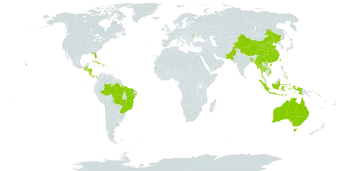 Morinda citrifolia world distribution map, present in Andorra, Australia, Bangladesh, Bahamas, Belize, Brazil, China, Cook Islands, Costa Rica, Cuba, Cayman Islands, Dominica, Fiji, Guatemala, Honduras, Haiti, Indonesia, Jamaica, Moldova (Republic of), Maldives, Myanmar, Nicaragua, Nauru, Pakistan, Panama, Philippines, Puerto Rico, Solomon Islands, Seychelles, Thailand, Tokelau, Tonga, Tuvalu, Taiwan, Province of China, United States of America, Viet Nam, Vanuatu, Wallis and Futuna, and Samoa