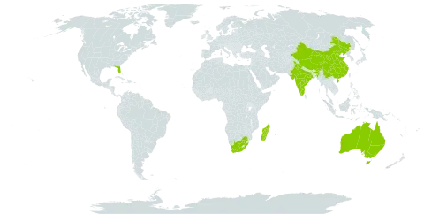 Moringa world distribution map, present in Australia, China, India, Madagascar, United States of America, and South Africa