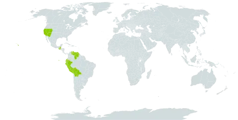 Muhlenbergia microsperma world distribution map, present in Bolivia (Plurinational State of), Ecuador, Guatemala, Peru, United States of America, and Venezuela (Bolivarian Republic of)