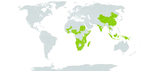 Mundulea sericea world distribution map, present in Angola, Benin, Bhutan, Central African Republic, China, Côte d'Ivoire, Cameroon, Guinea, Indonesia, India, Kenya, Sri Lanka, Madagascar, Mali, Mozambique, Mauritius, Malawi, Namibia, Nigeria, Nepal, Papua New Guinea, Sudan, Somalia, Thailand, Tanzania, United Republic of, Uganda, South Africa, Zambia, and Zimbabwe