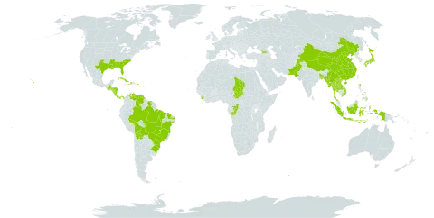 Murdannia nudiflora world distribution map, present in Åland Islands, Andorra, Bangladesh, Bolivia (Plurinational State of), Brazil, China, Congo, Cook Islands, Costa Rica, Cuba, Dominica, Georgia, Guatemala, Honduras, Haiti, Indonesia, Japan, Lao People's Democratic Republic, Myanmar, Nicaragua, Nepal, Pakistan, Panama, Philippines, Puerto Rico, Sierra Leone, Suriname, Chad, Thailand, United States of America, Venezuela (Bolivarian Republic of), Viet Nam, and Samoa