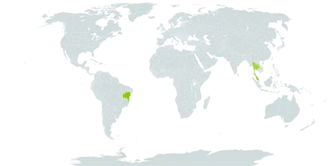 Murraya caloxylon world distribution map, present in Brazil, Malaysia, and Thailand