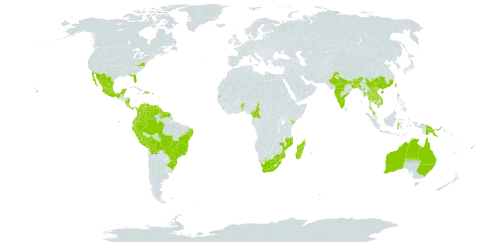 Murraya paniculata world distribution map, present in Australia, Benin, Bonaire, Sint Eustatius and Saba, Bangladesh, Belize, Bolivia (Plurinational State of), Brazil, Bhutan, China, Cameroon, Cook Islands, Colombia, Costa Rica, Cayman Islands, Dominica, Dominican Republic, Ecuador, Fiji, Guadeloupe, Greece, French Guiana, Guam, Guyana, Honduras, Haiti, Indonesia, India, Jamaica, Kenya, Cambodia, Lao People's Democratic Republic, Sri Lanka, Madagascar, Mexico, Marshall Islands, Myanmar, Mozambique, Montserrat, Martinique, Mauritius, Malaysia, Nicaragua, Nepal, Panama, Peru, Philippines, Papua New Guinea, Puerto Rico, Réunion, Suriname, Seychelles, Thailand, Trinidad and Tobago, Taiwan, Province of China, United States of America, Saint Vincent and the Grenadines, Venezuela (Bolivarian Republic of), Viet Nam, and South Africa