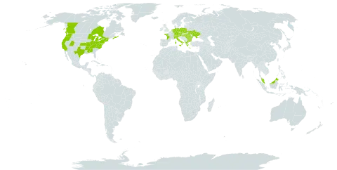 Muscari botryoides world distribution map, present in Åland Islands, Albania, Austria, Bulgaria, Canada, Switzerland, Czech Republic, Germany, France, Micronesia (Federated States of), Greece, Hungary, Italy, Malaysia, Netherlands, Poland, Romania, Ukraine, and United States of America