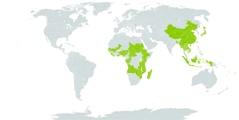 Mussaenda world distribution map, present in Angola, Andorra, Benin, Burkina Faso, Bangladesh, Central African Republic, China, Congo, Cook Islands, Cabo Verde, Ethiopia, Fiji, Gabon, Ghana, Guinea, Guinea-Bissau, Indonesia, Japan, Kenya, Lao People's Democratic Republic, Liberia, Moldova (Republic of), Madagascar, Mali, Myanmar, Mozambique, Mauritius, Nigeria, Nepal, Philippines, Réunion, Sudan, Senegal, Solomon Islands, Sierra Leone, Chad, Togo, Thailand, Tonga, Taiwan, Province of China, Tanzania, United Republic of, Uganda, United States of America, Viet Nam, Vanuatu, Wallis and Futuna, Samoa, Zambia, and Zimbabwe