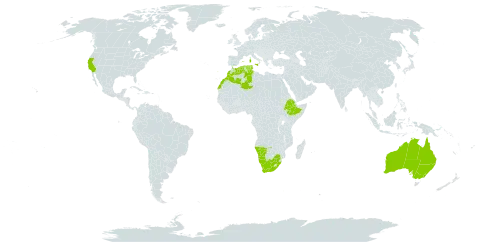 Myoporum tenuifolium world distribution map, present in Australia, Algeria, Spain, Ethiopia, Italy, Morocco, Malta, Namibia, Portugal, Tunisia, United States of America, and South Africa