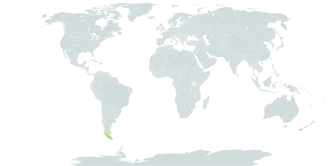 Myosotis antarctica world distribution map, present in Chile and New Zealand