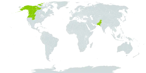 Myosotis asiatica world distribution map, present in Canada, Pakistan, and United States of America