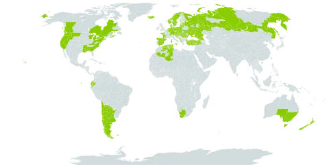 Myosotis discolor world distribution map, present in Albania, Argentina, Australia, Austria, Belgium, Bosnia and Herzegovina, Canada, Switzerland, Chile, Czech Republic, Germany, Denmark, Algeria, Ecuador, Spain, Estonia, Falkland Islands (Malvinas), France, United Kingdom of Great Britain and Northern Ireland, Georgia, Croatia, Hungary, Iceland, Italy, Lithuania, Luxembourg, Latvia, North Macedonia, Montenegro, Netherlands, Norway, New Zealand, Poland, Portugal, Romania, Russian Federation, Saint Helena, Ascension and Tristan da Cunha, Serbia, Slovakia, Slovenia, Sweden, Tunisia, Turkey, Ukraine, United States of America, and South Africa