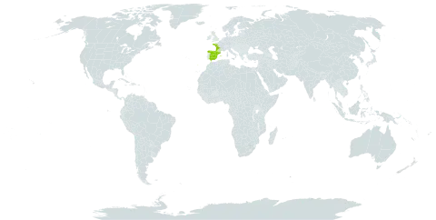 Myosotis stolonifera world distribution map, present in Spain, France, United Kingdom of Great Britain and Northern Ireland, and Portugal