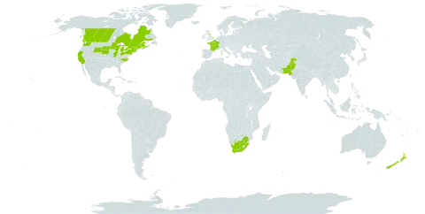 Myosotis sylvatica world distribution map, present in Canada, France, United Kingdom of Great Britain and Northern Ireland, New Zealand, Pakistan, United States of America, and South Africa