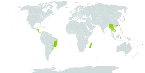 Myristica fragrans world distribution map, present in Brazil, China, Costa Rica, Dominica, Dominican Republic, Fiji, Micronesia (Federated States of), Guadeloupe, Equatorial Guinea, Grenada, Honduras, Haiti, Indonesia, India, Jamaica, Cambodia, Lao People's Democratic Republic, Saint Lucia, Sri Lanka, Madagascar, Myanmar, Montserrat, Martinique, Mauritius, Nicaragua, Nepal, Panama, Philippines, Puerto Rico, Réunion, Sao Tome and Principe, Thailand, Trinidad and Tobago, Taiwan, Province of China, and Viet Nam