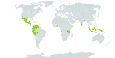 Myroxylon balsamum world distribution map, present in Angola, American Samoa, Bonaire, Sint Eustatius and Saba, Belize, Brazil, Colombia, Costa Rica, Dominican Republic, Fiji, Ghana, Guatemala, Guyana, Honduras, Indonesia, India, Sri Lanka, Mexico, Marshall Islands, Nicaragua, Panama, Peru, Singapore, Sierra Leone, El Salvador, Tanzania, United Republic of, Uganda, United States of America, and Venezuela (Bolivarian Republic of)