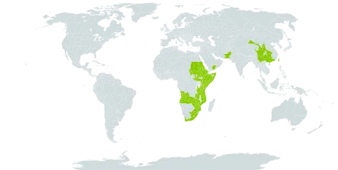 Myrsine africana world distribution map, present in Afghanistan, Angola, China, Eritrea, Ethiopia, Kenya, Lesotho, Mozambique, Malawi, Nepal, Pakistan, Portugal, Saudi Arabia, Sudan, Somalia, South Sudan, eSwatini, Taiwan, Province of China, Tanzania, United Republic of, Uganda, Yemen, South Africa, Zambia, and Zimbabwe