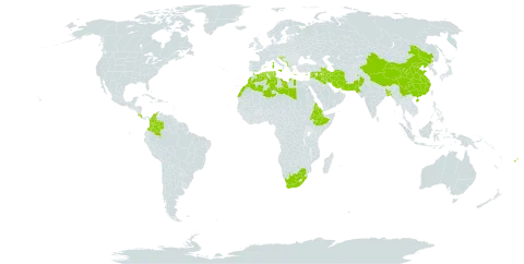 Myrtus communis subsp. communis world distribution map, present in Afghanistan, Albania, Bangladesh, Bosnia and Herzegovina, Barbados, China, Colombia, Costa Rica, Cyprus, Algeria, Eritrea, Spain, Ethiopia, Fiji, France, Greece, Croatia, Iran (Islamic Republic of), Iraq, Israel, Italy, Lebanon, Libya, Morocco, North Macedonia, Malta, Montenegro, Martinique, Pakistan, Portugal, Serbia, Slovenia, Syrian Arab Republic, Tunisia, and South Africa