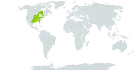 Nabalus asper world distribution map, present in Canada and United States of America