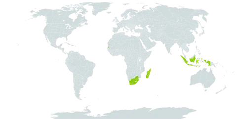 Najas australis world distribution map, present in Indonesia, Madagascar, Mauritius, Seychelles, and South Africa