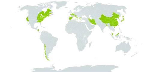 Najas gracillima world distribution map, present in Åland Islands, Bangladesh, Canada, Chile, China, Spain, France, Micronesia (Federated States of), Greece, Iran (Islamic Republic of), Italy, Japan, Malaysia, Nicaragua, Korea (Democratic People's Republic of), Taiwan, Province of China, and United States of America