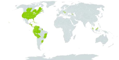 Najas guadalupensis subsp. guadalupensis world distribution map, present in Aruba, Åland Islands, Bahamas, Bolivia (Plurinational State of), Brazil, Canada, Colombia, Costa Rica, Cuba, Czech Republic, Dominica, Ecuador, Micronesia (Federated States of), Georgia, Guatemala, Honduras, Haiti, Hungary, Jamaica, Malaysia, Nicaragua, Panama, Peru, Palau, Puerto Rico, Uruguay, United States of America, and Venezuela (Bolivarian Republic of)